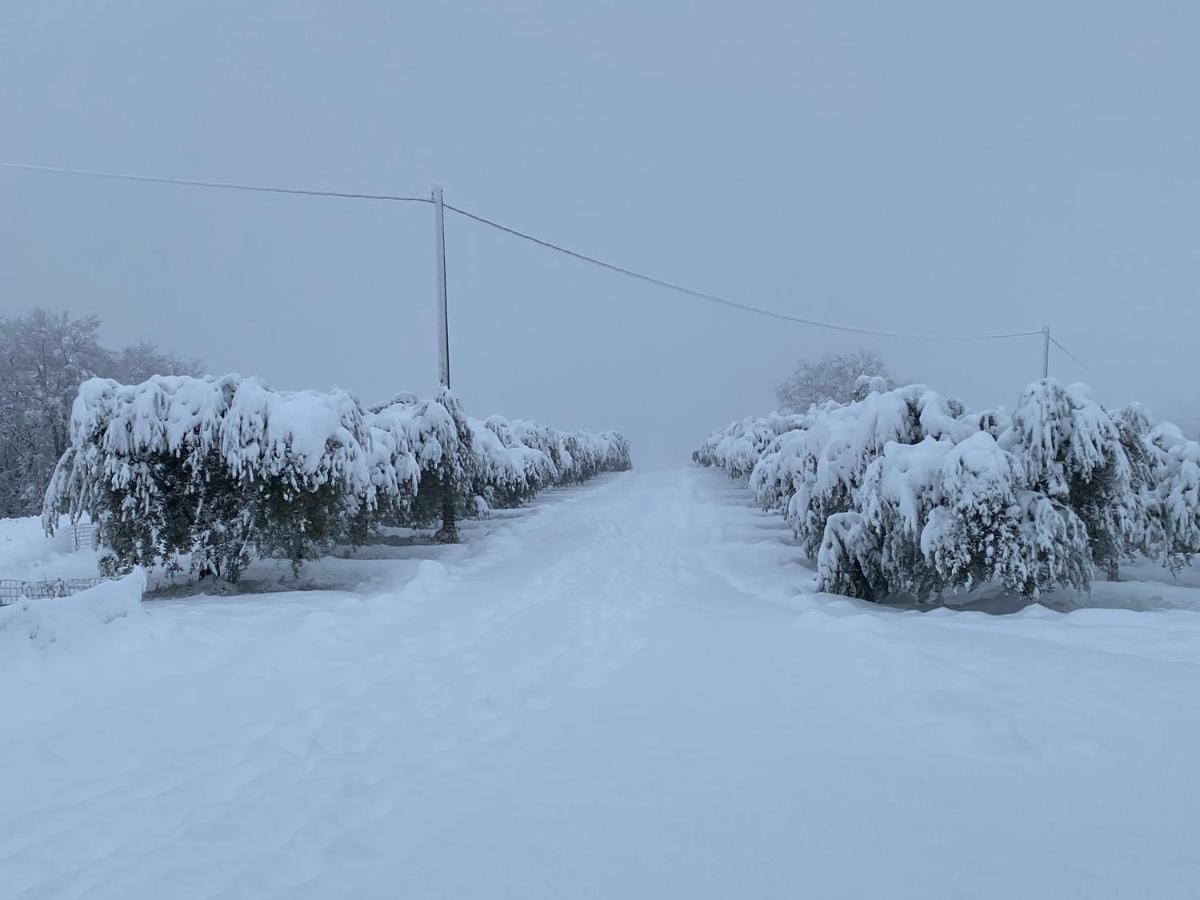 Casa vacanze fra gli ulivi Morano Madonnuccia Esterno foto